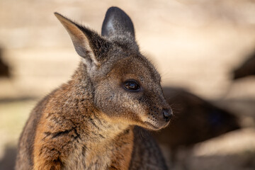 Wallaby, Australia