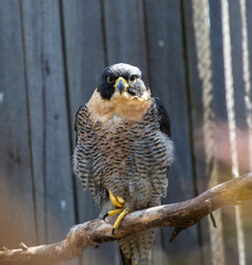 Peregrine, Australia