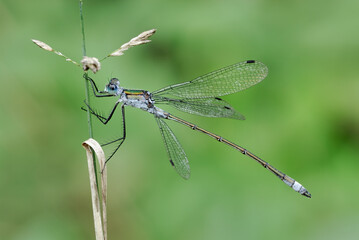 Emerald damselfly, Lestes sponsa male sitting on grass. With spread wings. Side view, close up