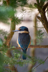 Kingfisher, Australia