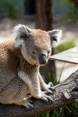 Koala, Australia