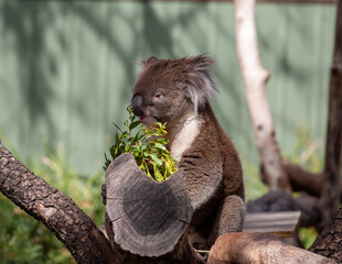 Koala, Australia