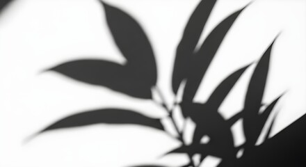 Graphic Contrast of Plant Shadows on Wall