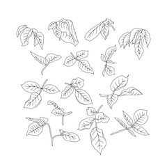 Hand drawn black and white line art rose leaves set isolated clip art