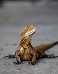 Bearded dragon, Australia
