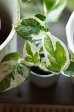kleine Zimmerpflanze auf der Fensterbank