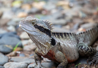 Bearded dragon, Australia