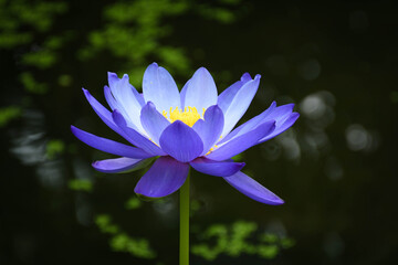 Purple water lily on a green background