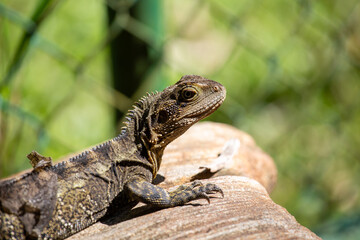 Bearded dragon, Australia Zoo, Australia