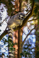 Lemur, Australia Zoo, Australia