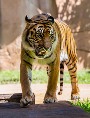 Sumatran Tiger, Australia Zoo, Australia