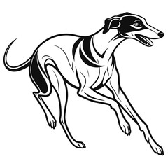 black and white dog