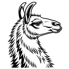 goat on a white background