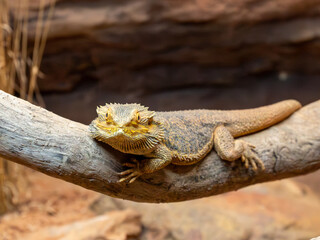 Bearded dragon, Australia Zoo, Australia
