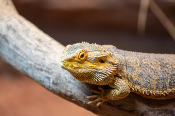 Bearded dragon, Australia Zoo, Australia