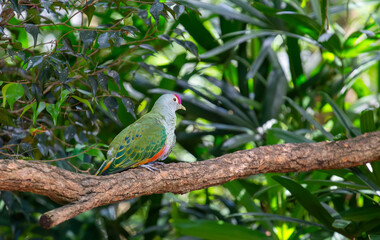 bird, Australia Zoo, Australia