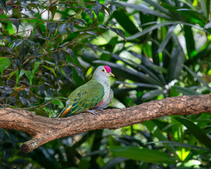 bird, Australia Zoo, Australia