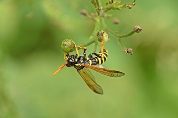 Braunwurzblattwespe (Tenthredo scrophulariae) an Knotiger Braunwurz (Scrophularia nodosa)