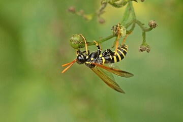 Braunwurzblattwespe (Tenthredo scrophulariae) an Knotiger Braunwurz (Scrophularia nodosa)