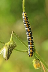 Raupe des Lattich-Mönchs (Cucullia lactucae) frisst an Blüte der Acker-Gänsedistel (Sonchus arvensis)