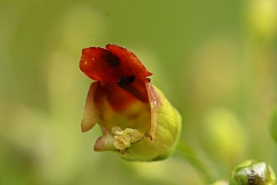 Bl&uuml;te der Knotigen Braunwurz (Scrophularia nodosa)