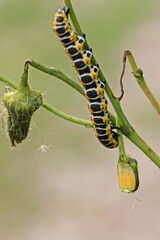 Raupe des Lattich-Mönchs (Cucullia lactucae) frisst an Blüte der Acker-Gänsedistel (Sonchus arvensis)
