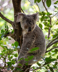 Wild Koala, Magnetic Island, Australia