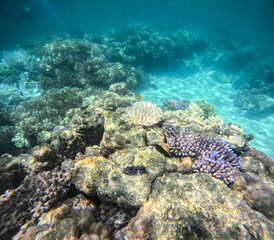 Great Barrier Reef, Australia