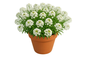 Naklejka premium Small white flowers of alyssum maritimum blooming in a terracotta pot, isolated on transparent background