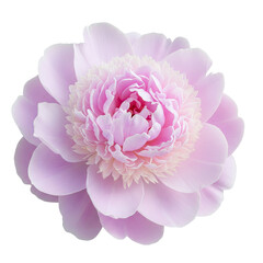 Single pink peony flower isolated in full bloom.