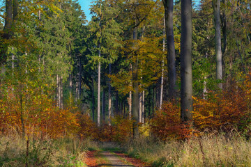 Herbst in der Natur, Wald Weg Sonne