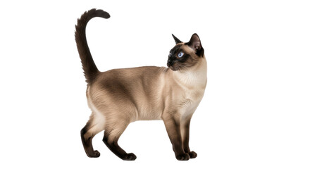 Obraz premium Isolated Siamese Cat