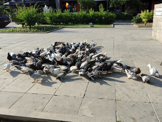 Photo image of flock large groups of city pigeons gather to eat bird seed doves eating food on the...