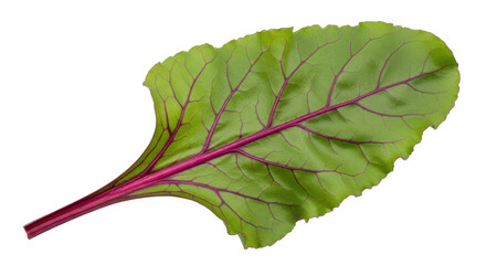 Isolated Beet Leaf