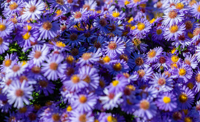 Honeybee (Apis) collecting nectar and pollinating the flowers amidst numerous purple-violet-colored...