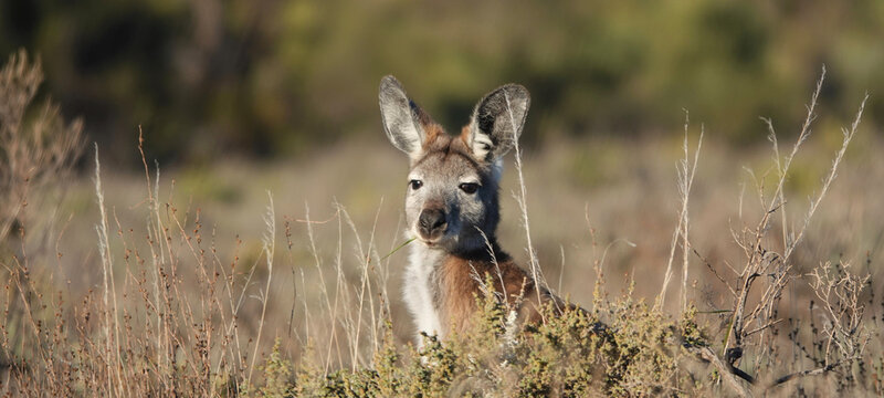 Common Wallaroo