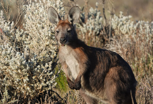 Common Wallaroo