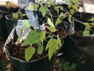Papaya Seedlings in Black Plastic Grow Bags: A Garden Start