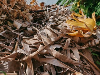 Pile of Decaying Banana Leaves: Natural Compost Material