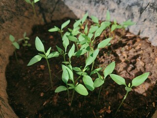 Seedling Sprouts: A Fresh Start