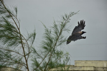 Crows perches on a tamarisk tree branch under a cloudy sky