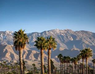  palm trees with mountain range background in la quinta california in the coachella valley © Rigoberto