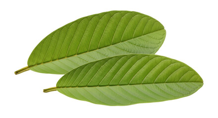Isolated Guava Leaves