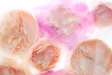 Cream and pink roses frozen flowers in ice water, creating a dreamy and ethereal floral still life.