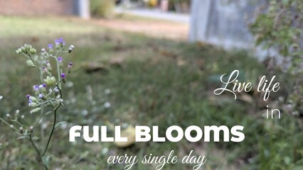 An inspirational quote, Live life in full blooms every single day, is artistically overlaid on a vibrant field of green grass and subtle purple flowers, symbolizing growth, joy, and nature's beauty.