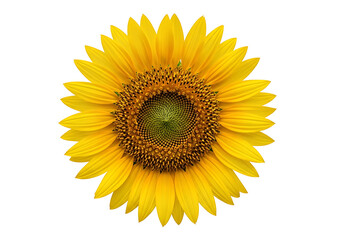 Close-up of a vibrant sunflower against a black background.