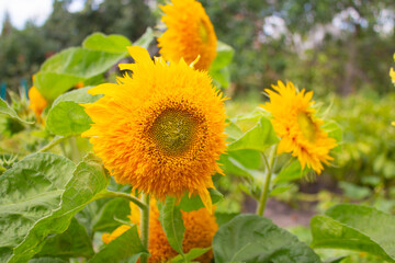 Decorative double sunflower 