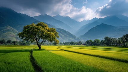 Naklejka premium Rice Field with Tree and Mountain Backdrop