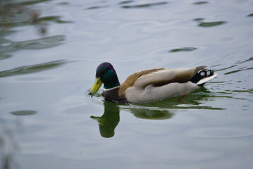 Mallard with lake backdrop