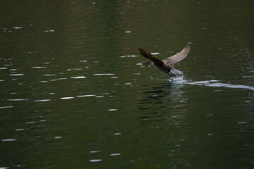 Great Cormorant and beautiful lake backdrop